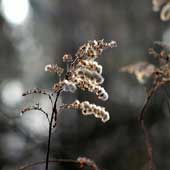 arr_2014_nov